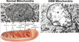 mitochondria